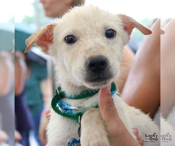 Medium Photo #5 Labrador Retriever-Unknown Mix Puppy For Sale in Washington, DC, USA