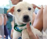Small #4 Labrador Retriever Mix