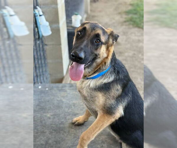 Medium Photo #1 German Shepherd Dog-Unknown Mix Puppy For Sale in Riverside, CA, USA