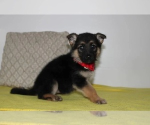 German Shepherd Dog Puppy for sale in BOISE, ID, USA