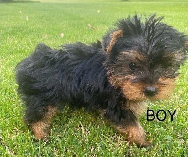 Medium Photo #4 Yorkshire Terrier Puppy For Sale in RICHMOND, MI, USA