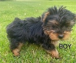 Small #3 Yorkshire Terrier