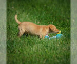 Small Photo #14 Labrador Retriever Puppy For Sale in FRESNO, OH, USA