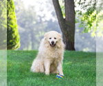 Small #3 Great Pyrenees