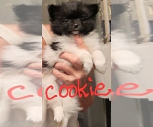 Pomeranian Puppy for sale in FAIRVIEW HEIGHTS, IL, USA
