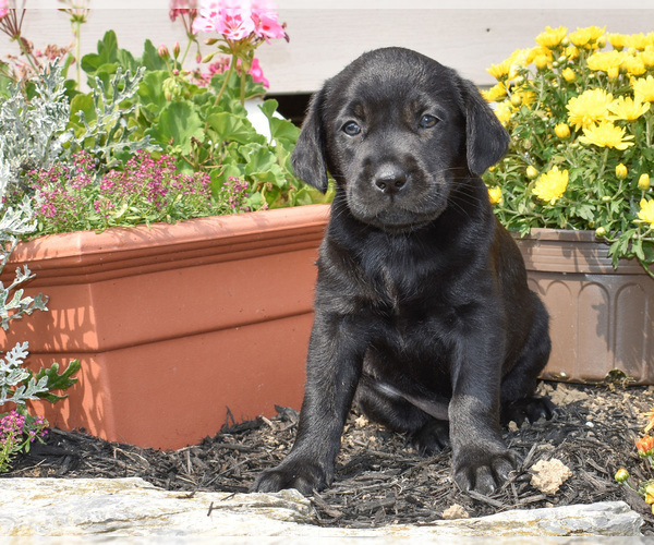 Medium Photo #1 Labrador Retriever Puppy For Sale in SMITHSBURG, MD, USA