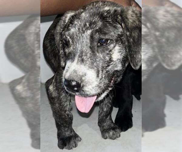 Medium Photo #1 Bernese Mountain Dog Puppy For Sale in Houston, TX, USA