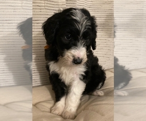 Bearded Collie-Poodle (Standard) Mix Puppy for sale in COVINGTON, WA, USA