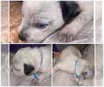 Puppy Maui American Pit Bull Terrier-Australian Cattle Dog Mix