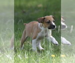 Small Photo #13 Australian Shepherd-Chihuahua Mix Puppy For Sale in Mechanicsburg, PA, USA