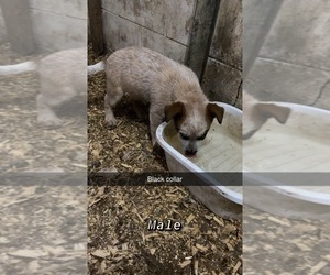 Australian Cattle Dog Puppy for sale in LAMONT, IA, USA