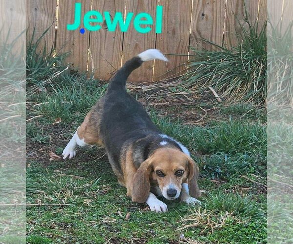 Medium Photo #11 Beagle-Unknown Mix Puppy For Sale in Rustburg, VA, USA