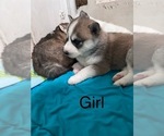 Small Photo #3 Siberian Husky Puppy For Sale in CLARKSTON, MI, USA