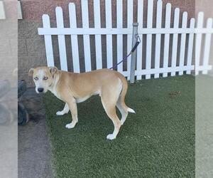 Chihuahua-Siberian Husky Mix Dogs for adoption in Modesto, CA, USA