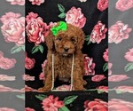 Small Photo #1 Cockapoo-Poodle (Miniature) Mix Puppy For Sale in LANCASTER, PA, USA