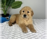 Small #2 Golden Retriever