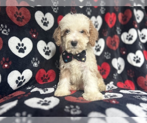 Medium Photo #2 Cockapoo Puppy For Sale in LAKELAND, FL, USA