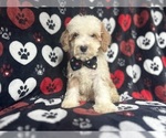 Small #1 Cockapoo