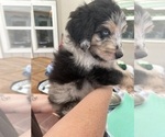 Small Photo #22 Aussiedoodle Puppy For Sale in LONGWOOD, FL, USA