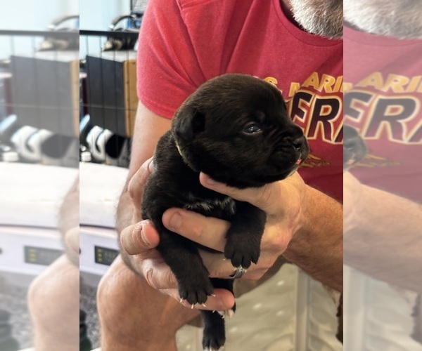 Medium Photo #34 Cane Corso Puppy For Sale in REEVESVILLE, SC, USA