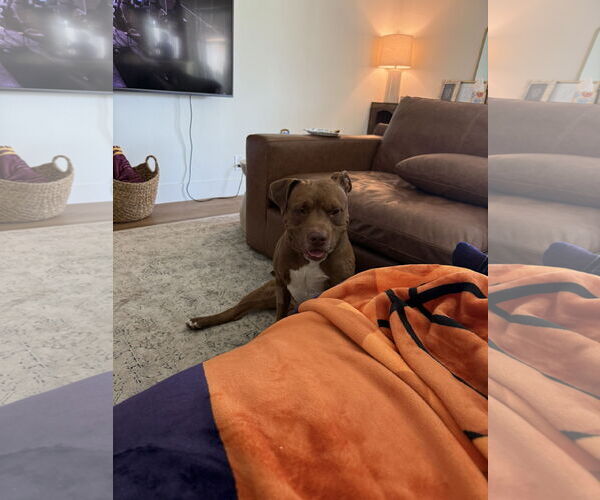 Medium Photo #3 American Pit Bull Terrier Puppy For Sale in Chandler, AZ, USA