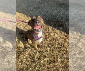 Mutt Dogs for adoption in Glen Allen, VA, USA