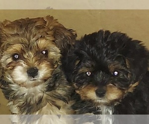 YorkiePoo Puppy for sale in DETROIT, MI, USA