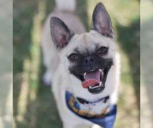 Pug-Unknown Mix Dogs for adoption in San Antonio, TX, USA