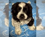 Puppy Major Schnauzer (Miniature)