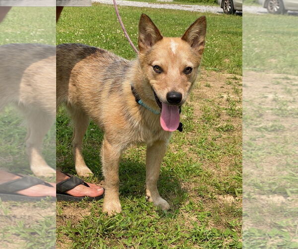 Medium Photo #2 Mutt Puppy For Sale in Garden City, NY, USA
