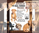 Puppy Pierre American Pit Bull Terrier