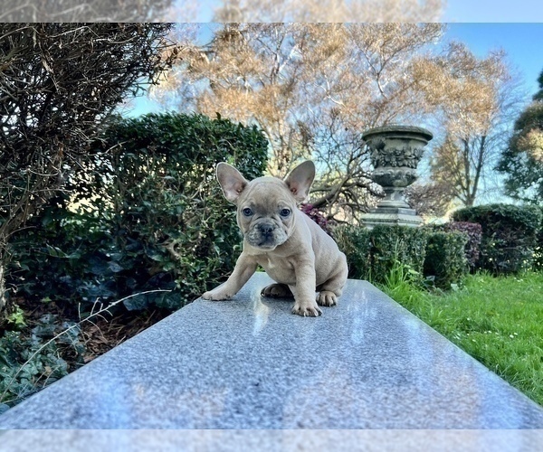Medium Photo #110 French Bulldog Puppy For Sale in HAYWARD, CA, USA