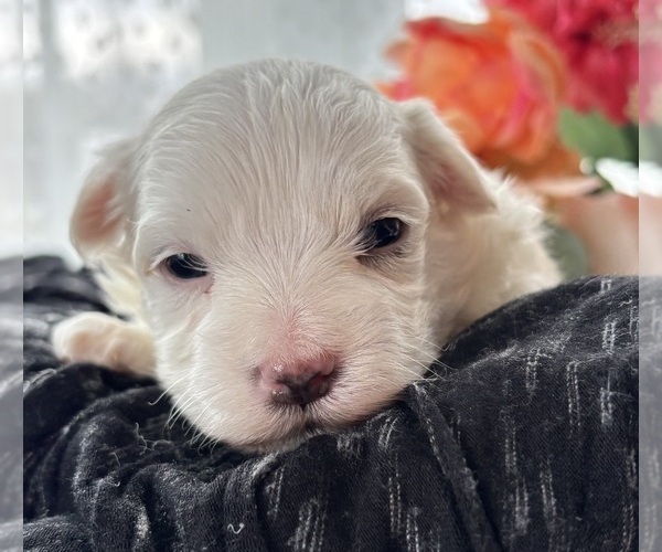 Medium Photo #6 Morkie Puppy For Sale in ROCK STREAM, NY, USA