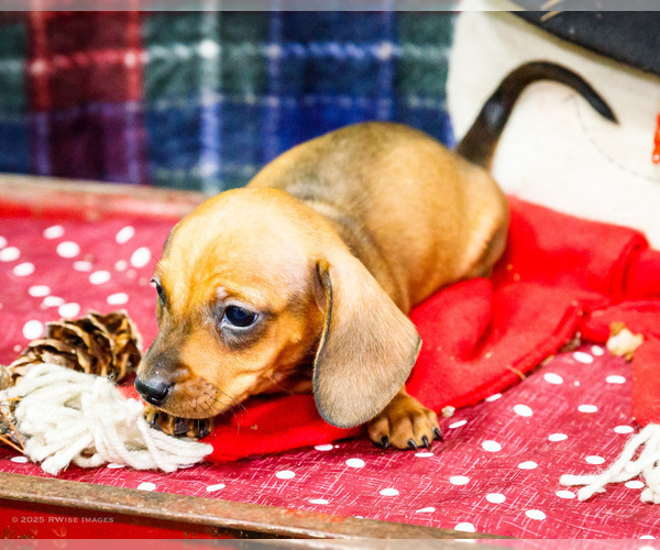 Medium Photo #23 Dachshund Puppy For Sale in WAKARUSA, IN, USA