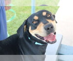 Small #1 Mutt