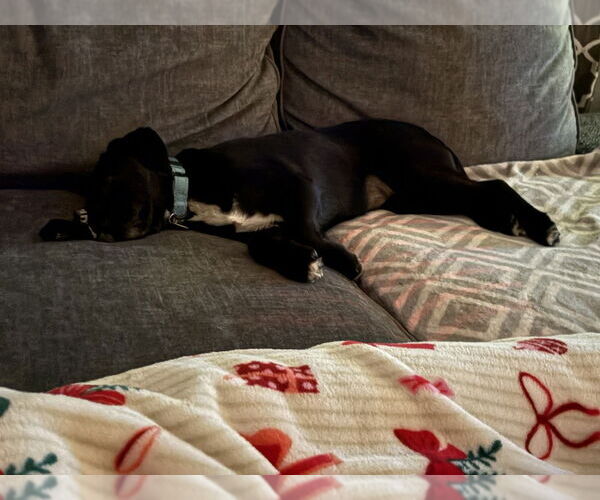 Medium Photo #3 Mutt Puppy For Sale in Springdale, PA, USA