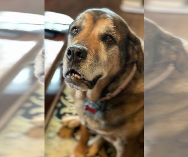 Medium Photo #4 Mutt Puppy For Sale in Mount Laurel, NJ, USA