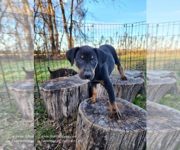Medium Photo #9 Catahoula Leopard Dog Puppy For Sale in CUMBY, TX, USA
