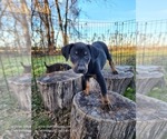 Small Photo #9 Catahoula Leopard Dog Puppy For Sale in CUMBY, TX, USA