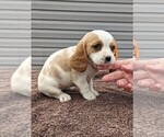 Small Photo #14 Basset Hound-Cavalier King Charles Spaniel Mix Puppy For Sale in DUNNVILLE, KY, USA