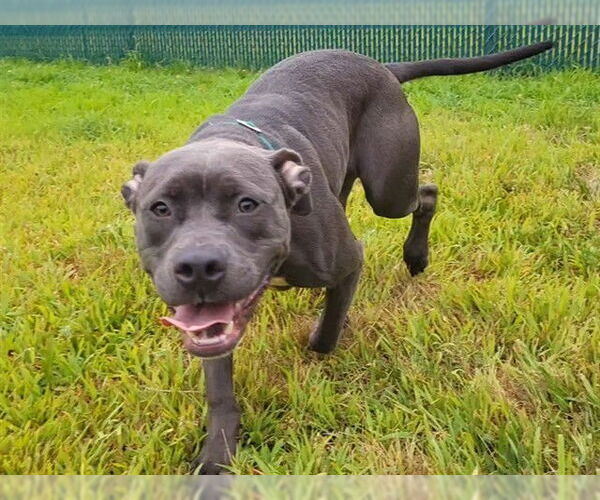 Medium Photo #1 American Pit Bull Terrier Puppy For Sale in Springfield, MA, USA