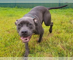 American Pit Bull Terrier Dogs for adoption in Springfield, MA, USA