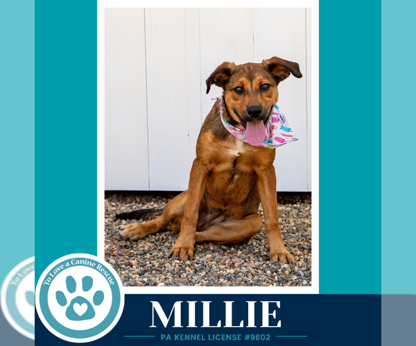 Medium Photo #4 Mutt Puppy For Sale in Kimberton, PA, USA