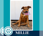 Small #3 Mutt