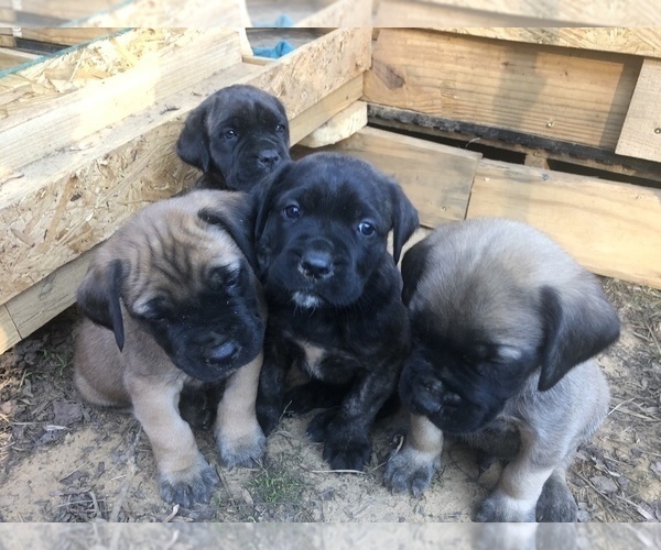 Medium Photo #2 Mastiff Puppy For Sale in BRANTLEY, AL, USA