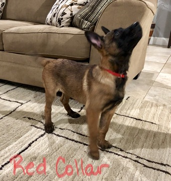 Medium Photo #3 Belgian Malinois Puppy For Sale in LINDALE, TX, USA