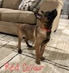 Small Photo #3 Belgian Malinois Puppy For Sale in LINDALE, TX, USA