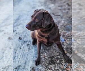 Mother of the Labrador Retriever puppies born on 03/10/2024