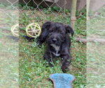 Small #1 Basset Hound Mix