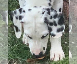 Dalmatian Puppy for Sale in SAUCIER, Mississippi USA